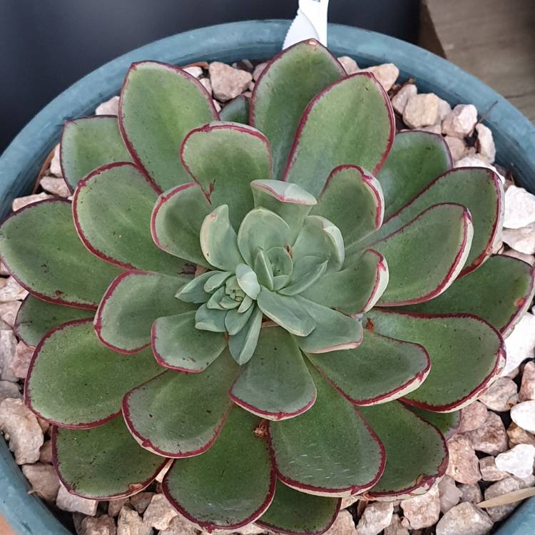 Plant image Echeveria Bella Rouge