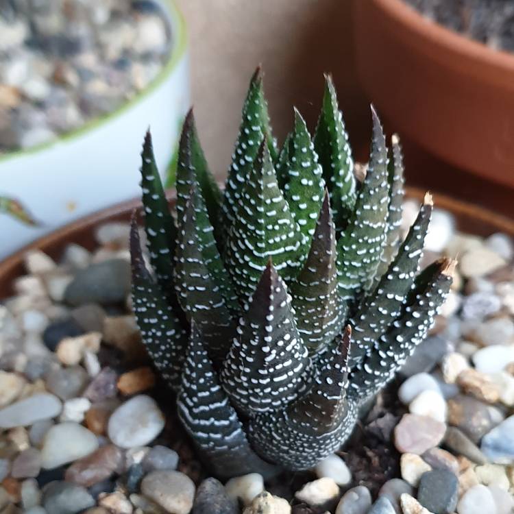 Plant image Haworthia papillosa