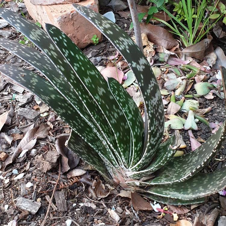 plant image 870318
