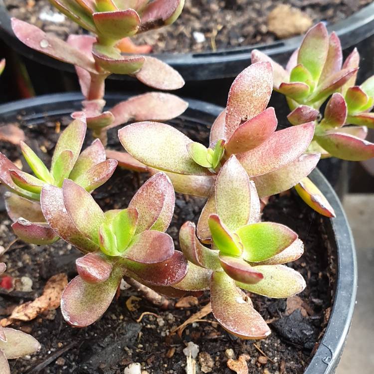 Plant image Crassula Albiflora