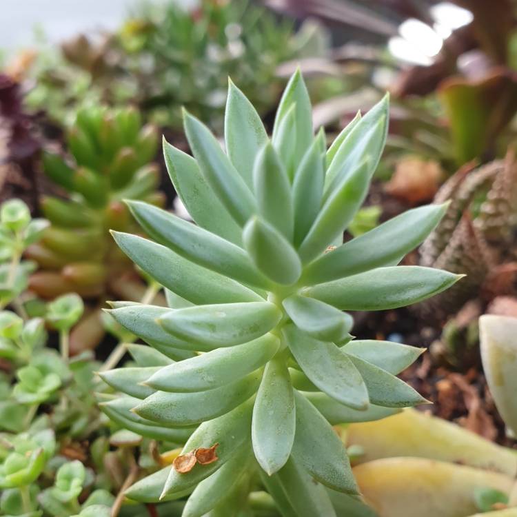 Plant image Sedum reflexum var. chameleon