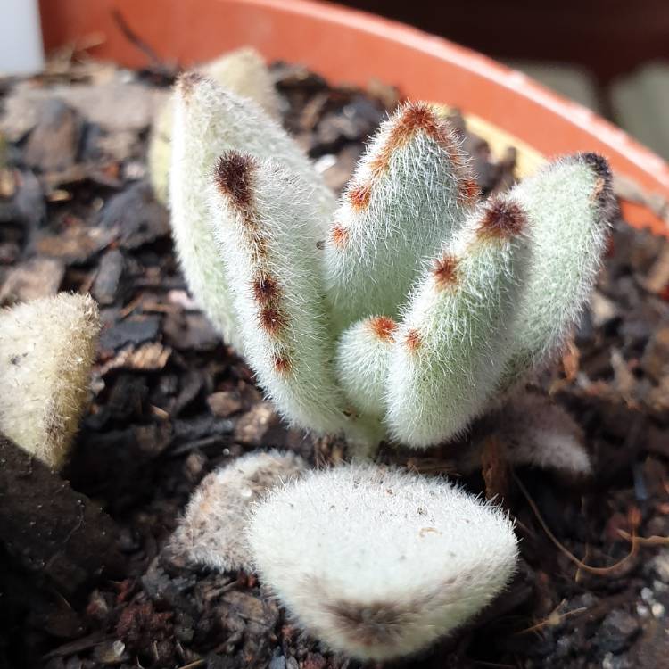 Plant image Kalanchoe tomentosa 'Teddy Bear'