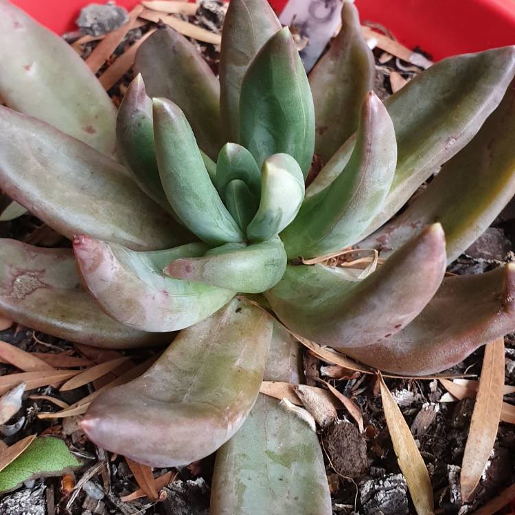 plant image 875663