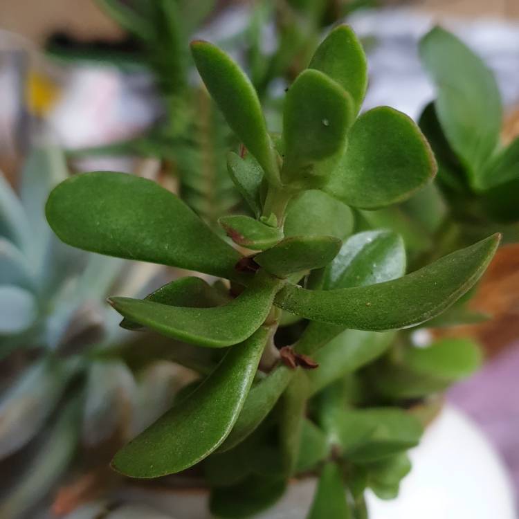 Plant image Crassula pubescens subsp. pubescens