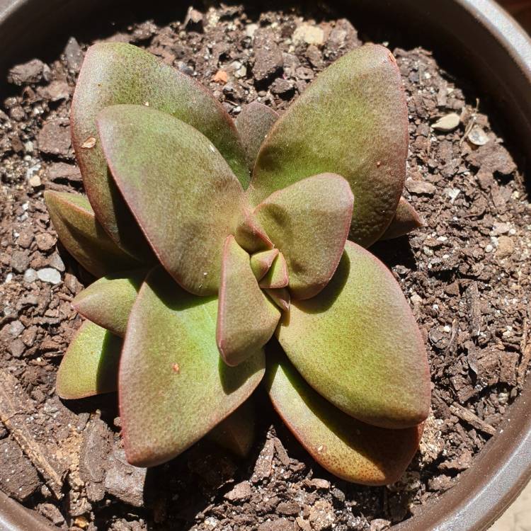 Plant image Crassula 'Talisman'