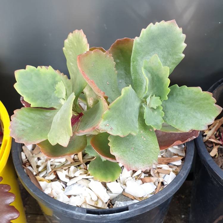 Plant image Kalanchoe Pink Edge