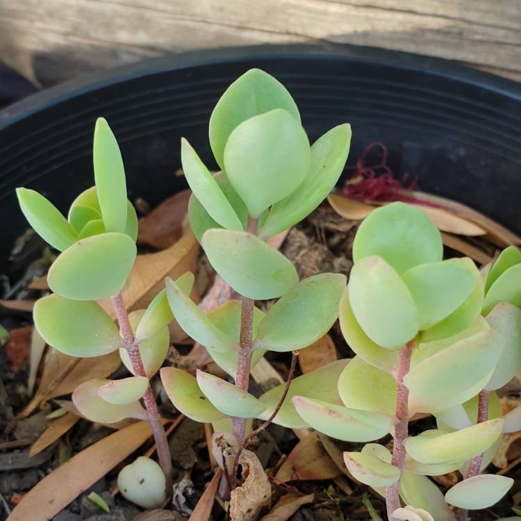 Plant image Kalanchoe Alticola