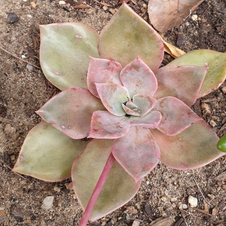 Plant image xGraptoveria Albert Baynes