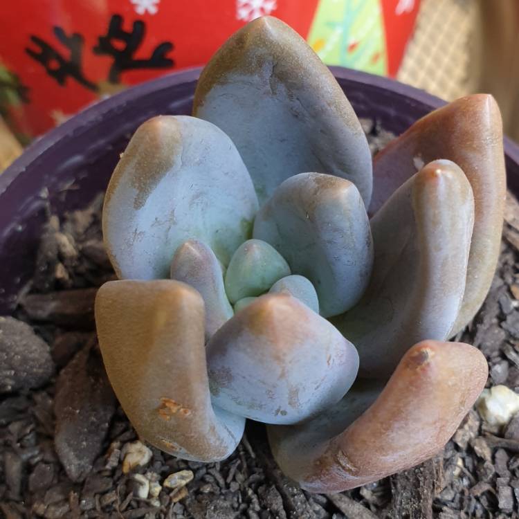 plant image 891447