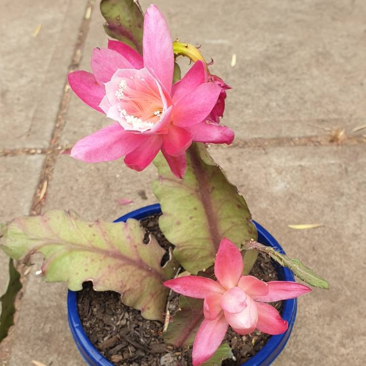 plant image 891794
