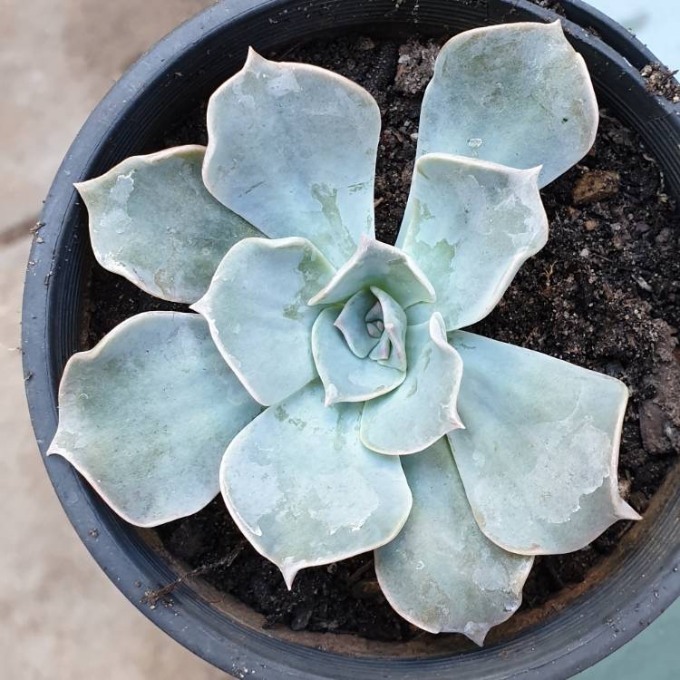 Plant image Echeveria Tsunami