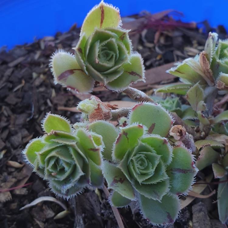 Plant image Aeonium x mascaense Bramwell