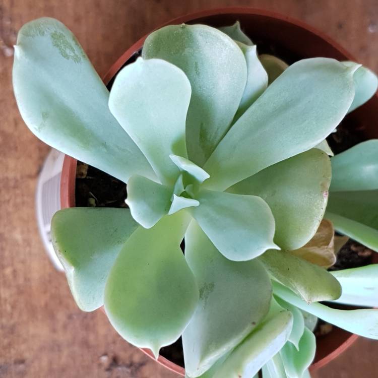 plant image 896698