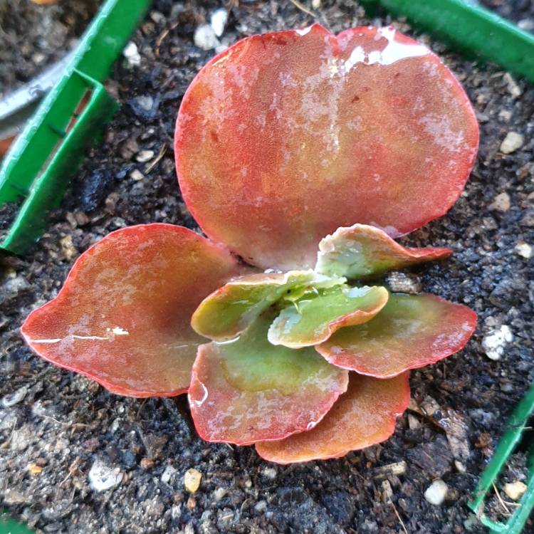 Plant image Echeveria Chocolate