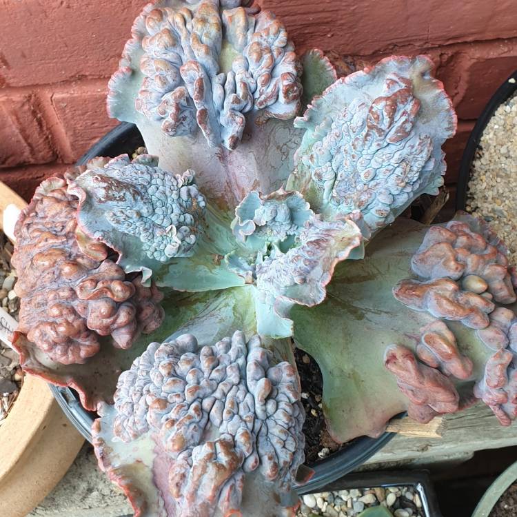 Plant image Echeveria Bacarus