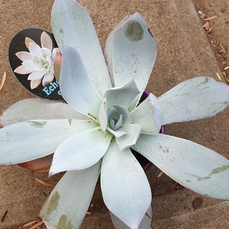 Plant image Echeveria Cante