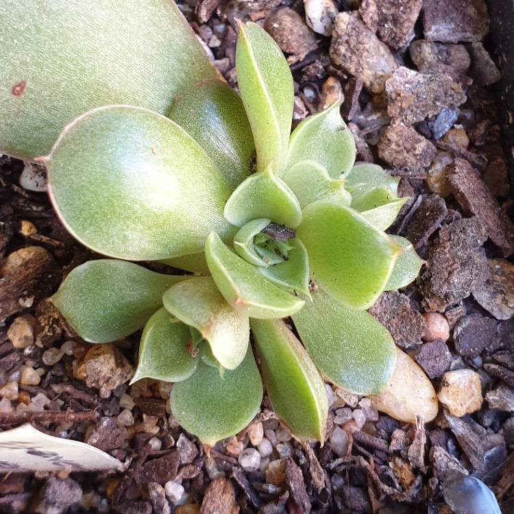 Plant image Echeveria Forever