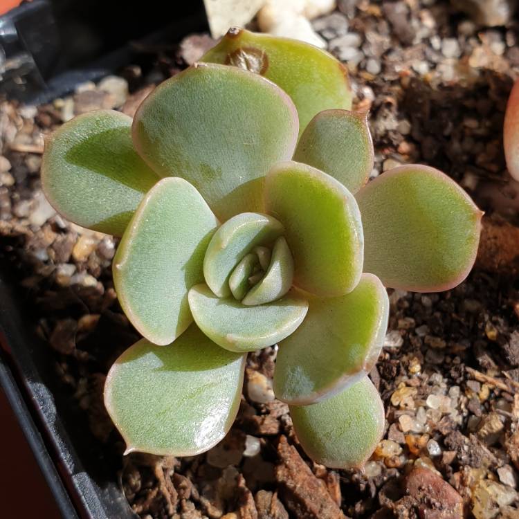 Plant image Echeveria Parks Pop Candy