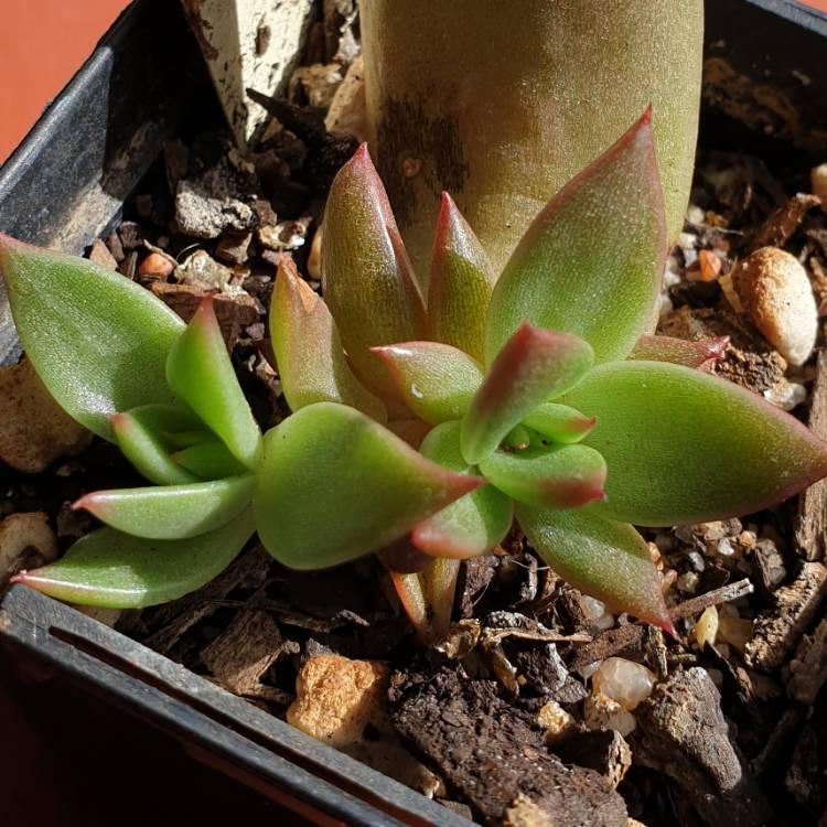 Plant image Echeveria Agavoides Miranda
