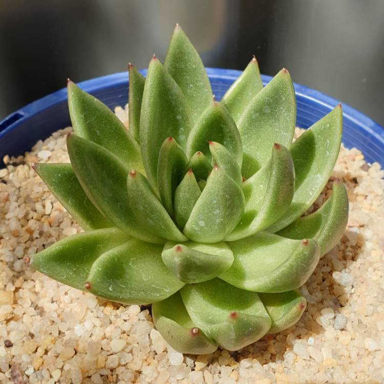 Plant image Echeveria Agavoides Gaya