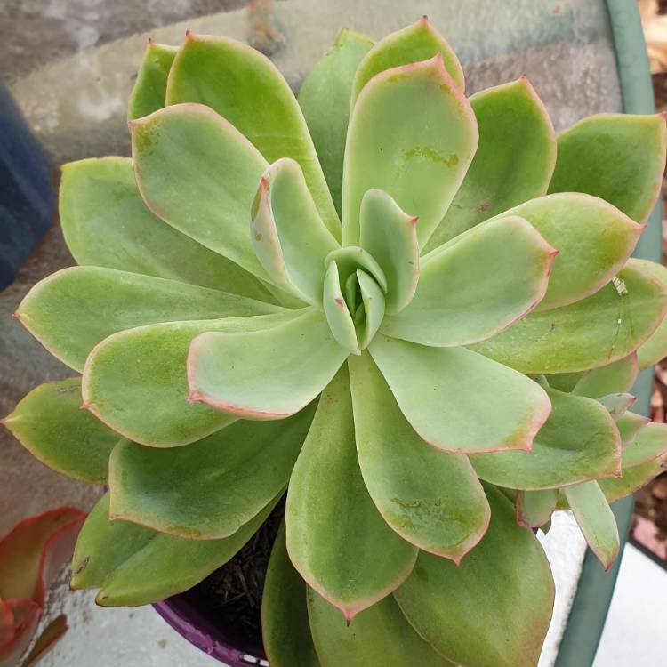 plant image 996205