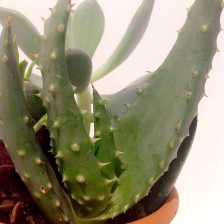 Plant image Aloe marlothii