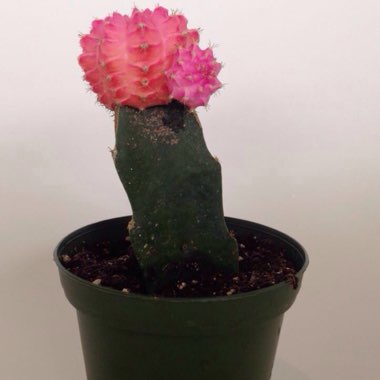 Moon Cactus (Graft)