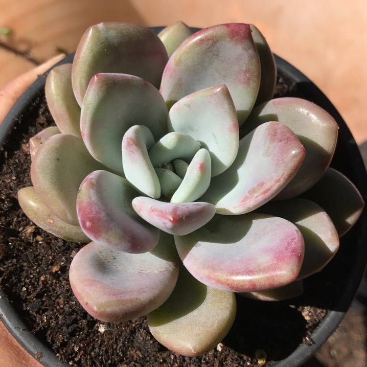 plant image 837989