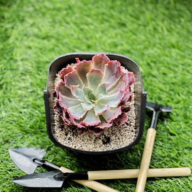 Echeveria 'Neon Breakers'