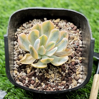 Echeveria 'Akaihosi'