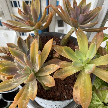 Graptoveria 'Fred Ives'