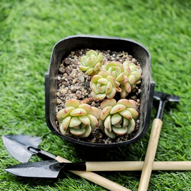 Sedeveria 'Pudgy'