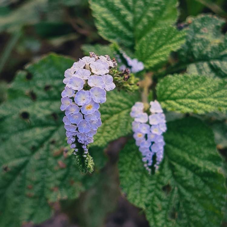 Plant image Heliotropium indicum