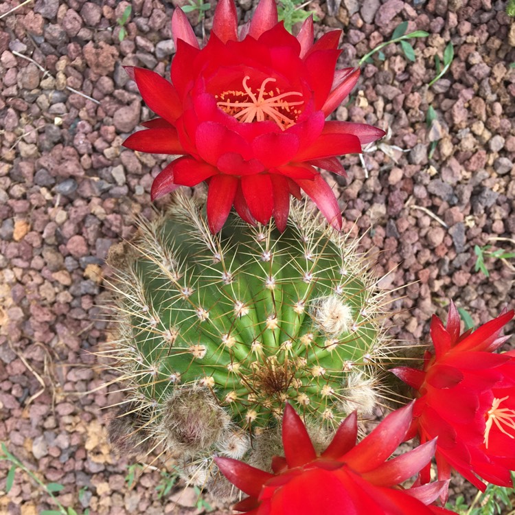 Plant image Echinopsis huascha
