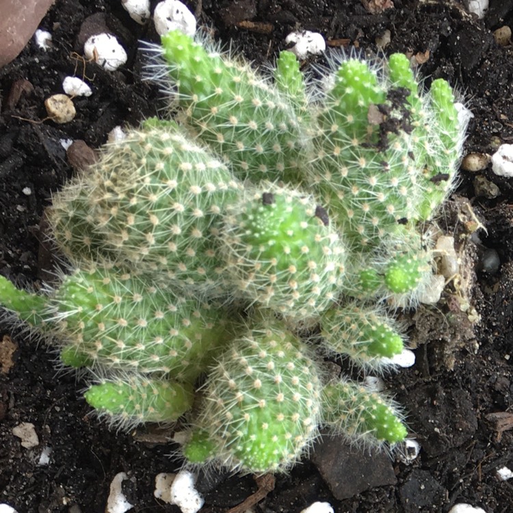 Plant image Rebutia pulvinosa
