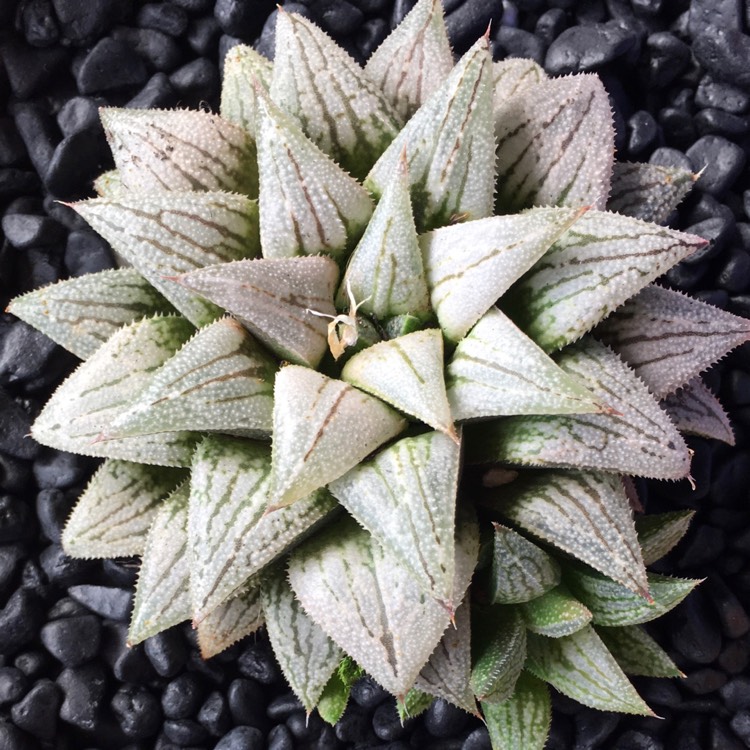 Plant image Haworthia 'Silver Kiwi'