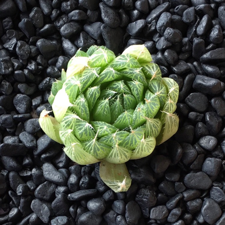Plant image Haworthia cooperi var. leightonii