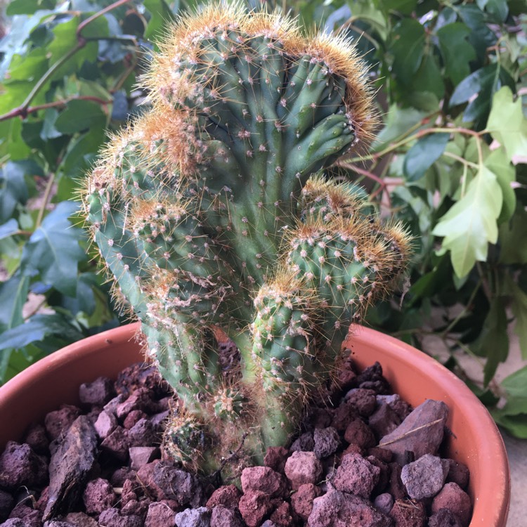 Plant image Cereus repandus monstrose 'Rojo'