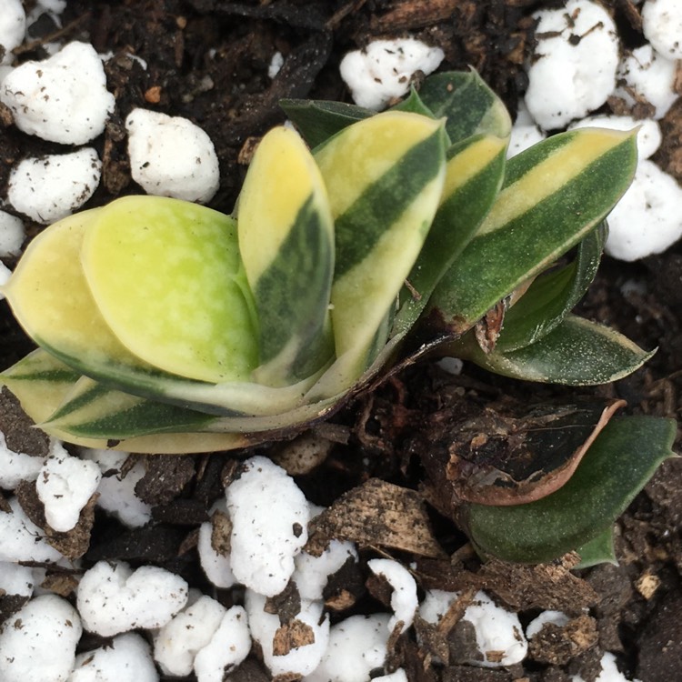 plant image 1290369