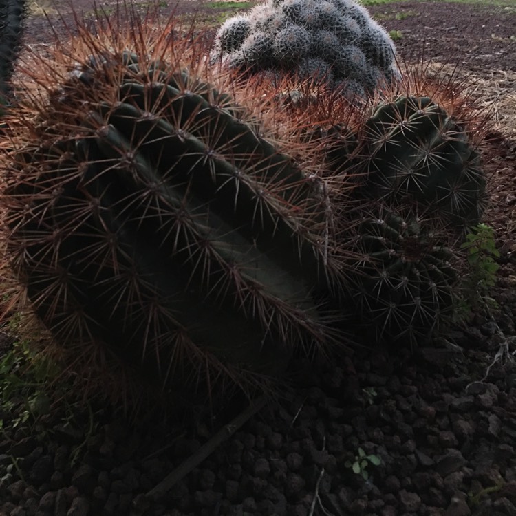 plant image 1348516