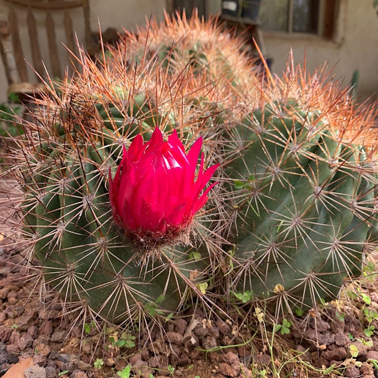 plant image 1414189