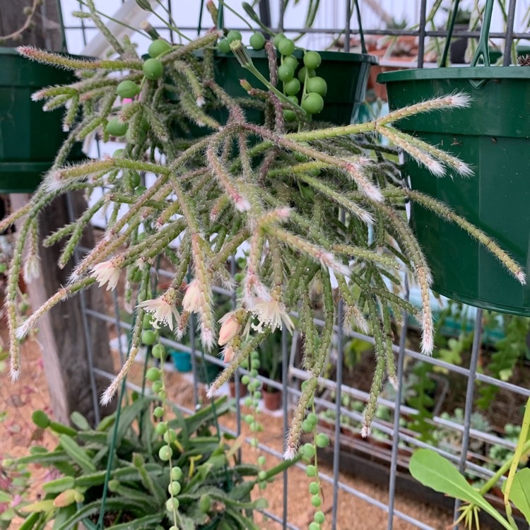plant image 1513735
