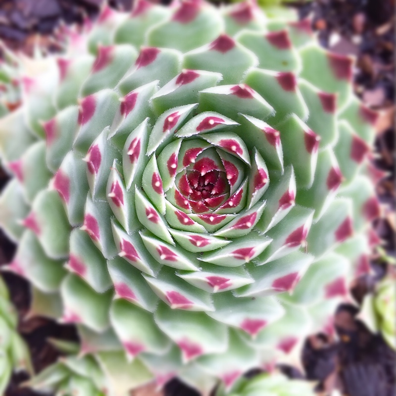 Sempervivum Tectorum var. Calcareum