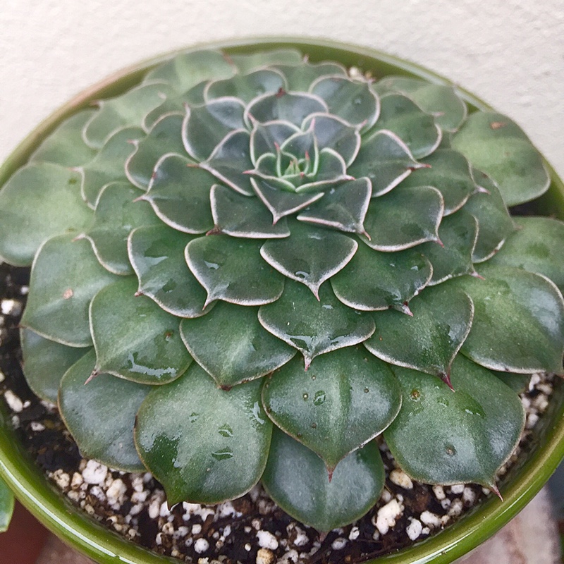 Plant image Tacitus Bellus syn.Graptopetalum Bellum