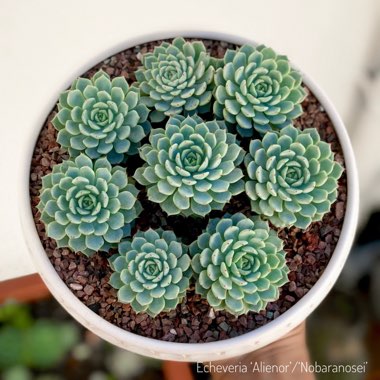 Echeveria Nobaranosei