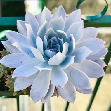 Echeveria Cante
