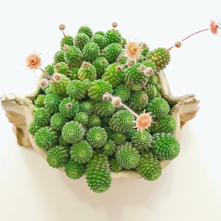 Plant image Monanthes Polyphylla