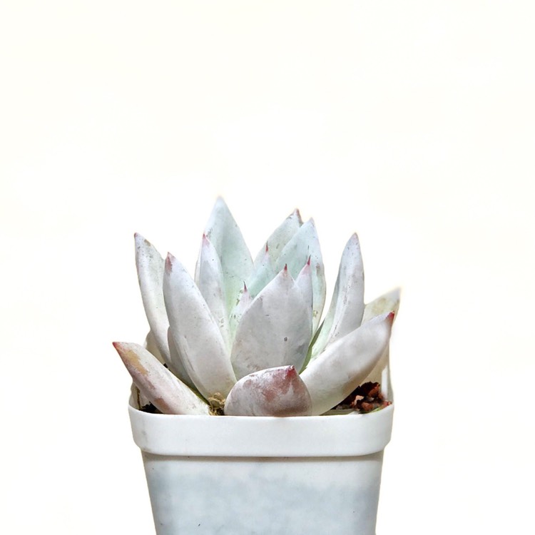 plant image 860962