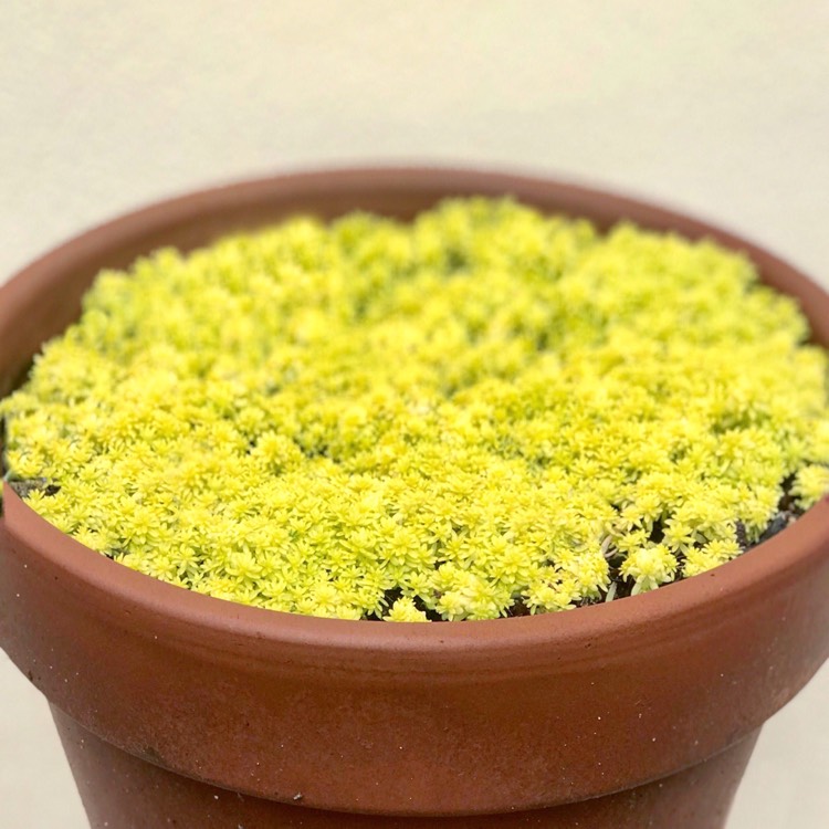 plant image 880084