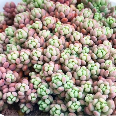 Sedum 'Dasyphyllum'